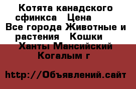 Котята канадского сфинкса › Цена ­ 15 - Все города Животные и растения » Кошки   . Ханты-Мансийский,Когалым г.